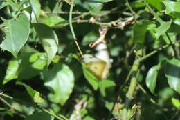 Image of Calypso Caper White