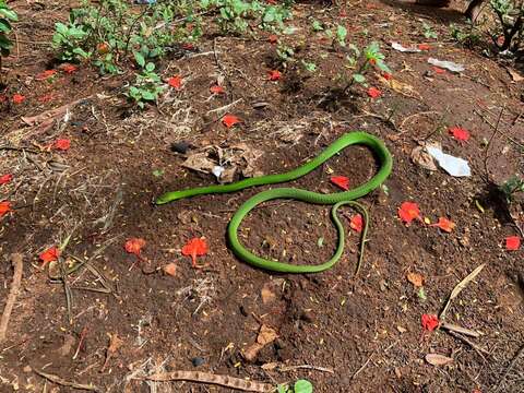 Imagem de Dendroaspis angusticeps (A. Smith 1849)