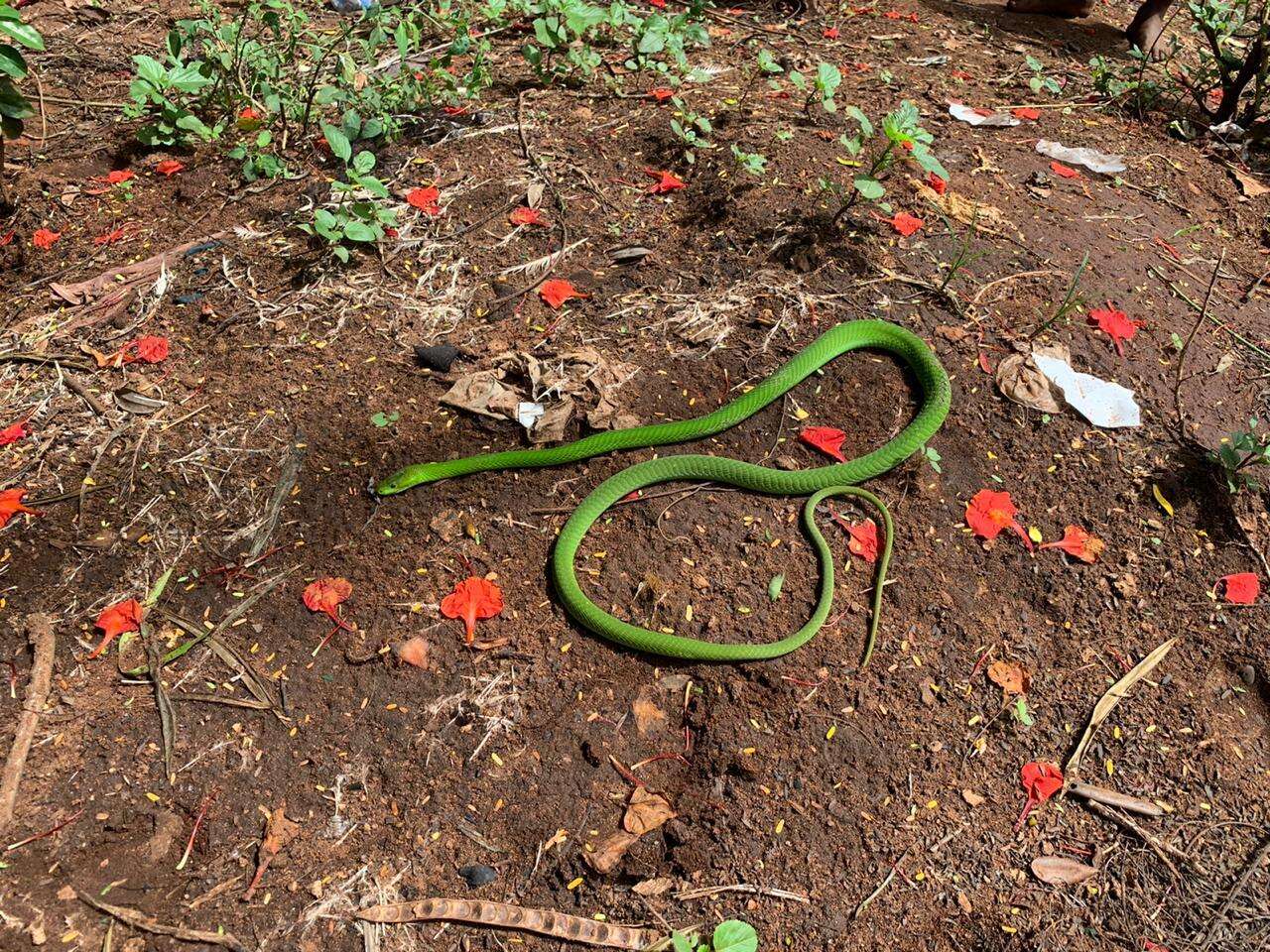 Image of Green mamba