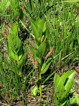 Image of Acalypha punctata var. punctata