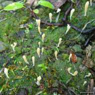 Image de Multiclavula vernalis (Schwein.) R. H. Petersen 1967