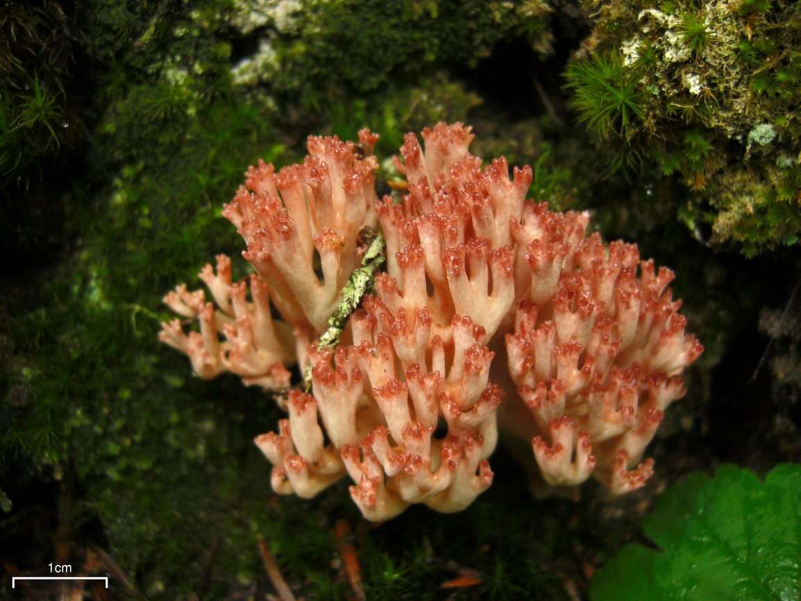 Image of Cauliflower coral