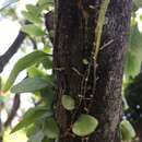 Image of Dragons scale fern