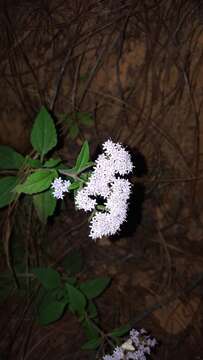 Image of Stevia triflora DC.