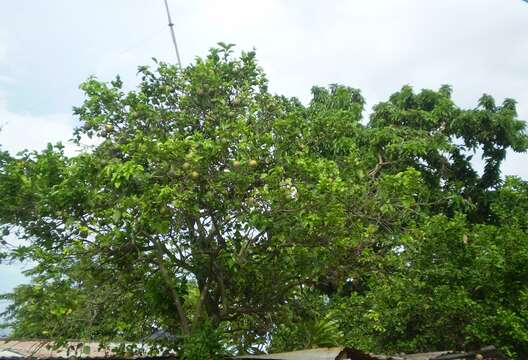 Image of Citrus × sinensis