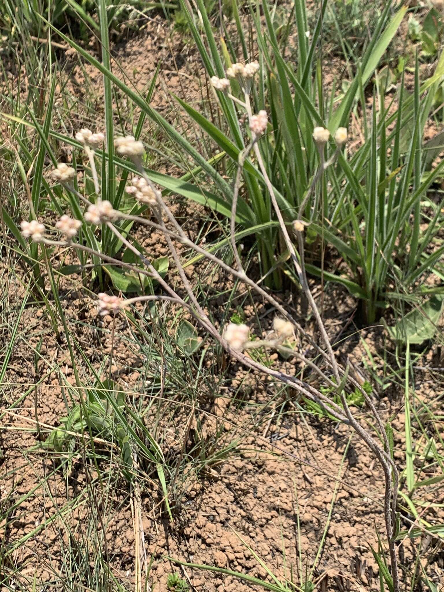 Image of Helichrysum miconiifolium DC.