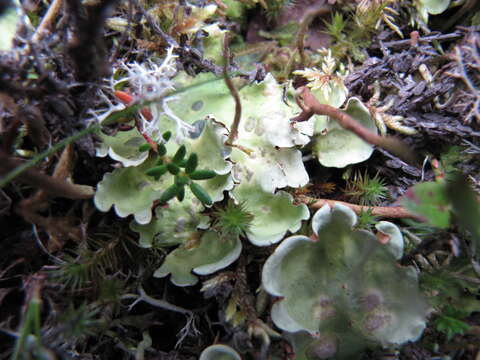 Image of common liverwort