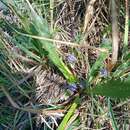 Imagem de Eryngium vesiculosum Labill.