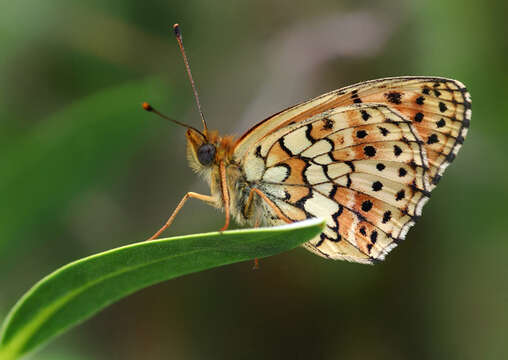 Image of Twin-spot Fritillary