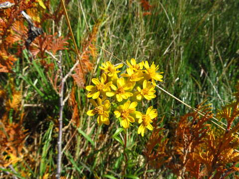 Image of Houghton's Goldenrod