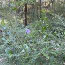 Image of Velvet Mint-bush