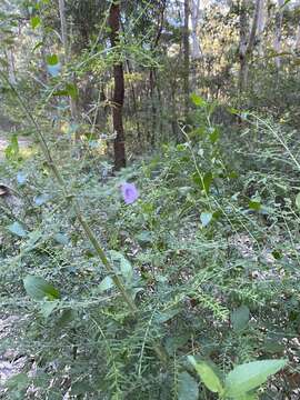 Image of Velvet Mint-bush