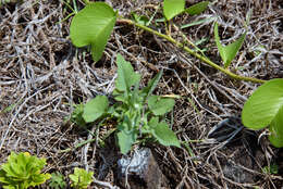 Image of lilac tasselflower