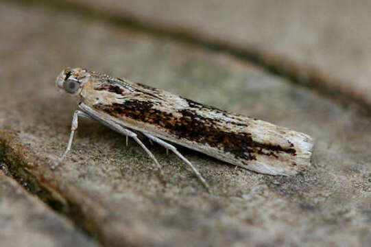 Ancylosis arenosella Staudinger 1859 resmi