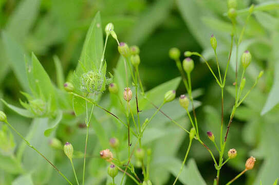 Image of hilly sandwort