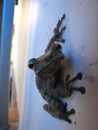 Image of Common Tree Frog