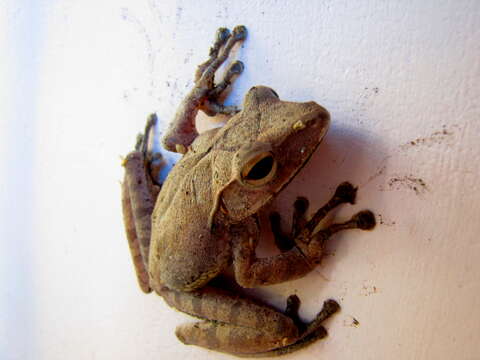 Image of Common Tree Frog