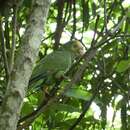 Image of Yellow-shouldered Amazon