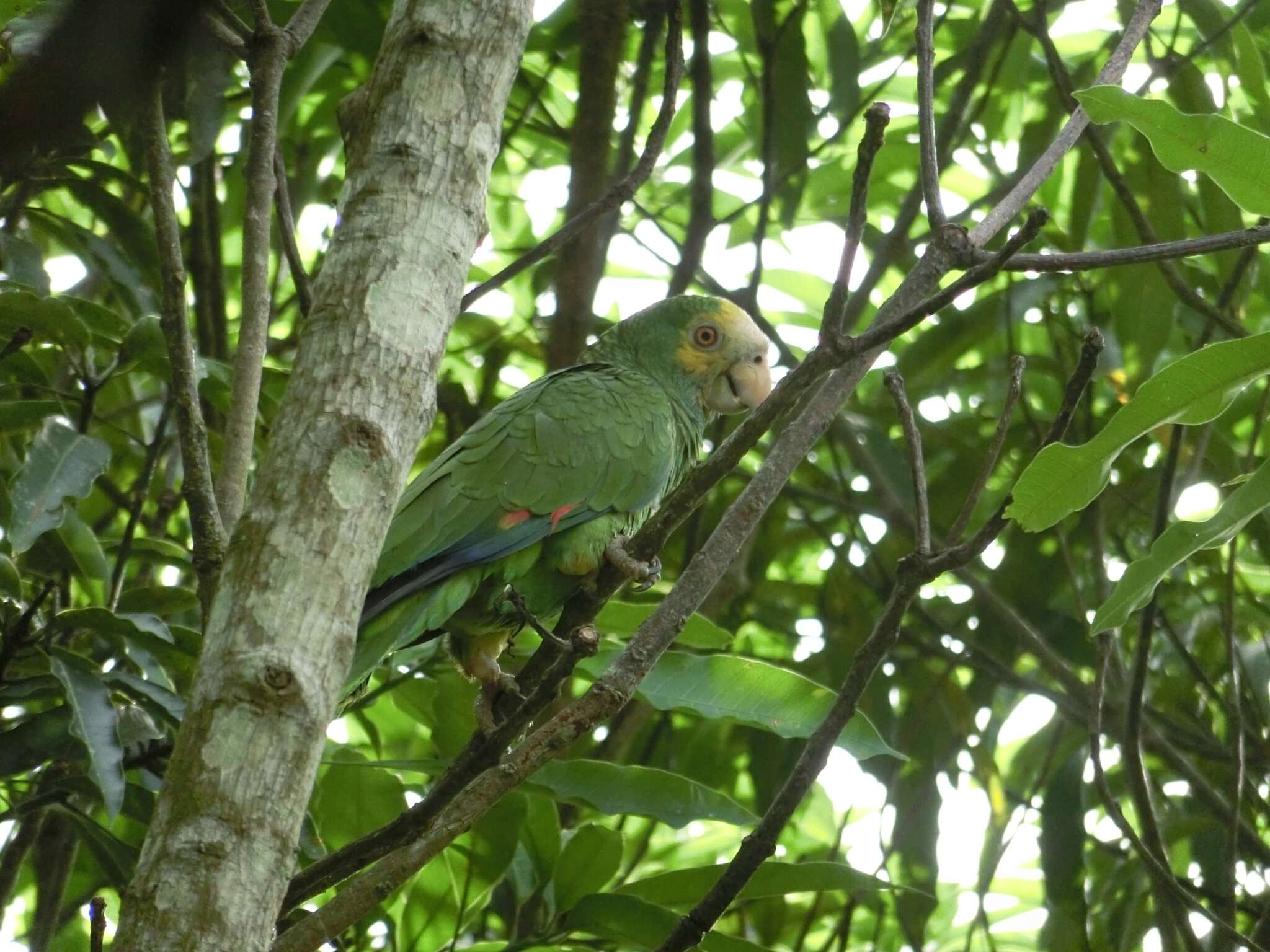 Image of Yellow-shouldered Amazon