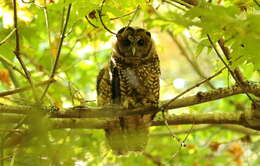 Image of Northern Spotted Owl