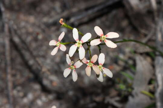 Image of Stylidium canaliculatum Lindl.