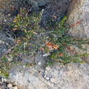 Sivun <i>Orites myrtoideus</i> kuva