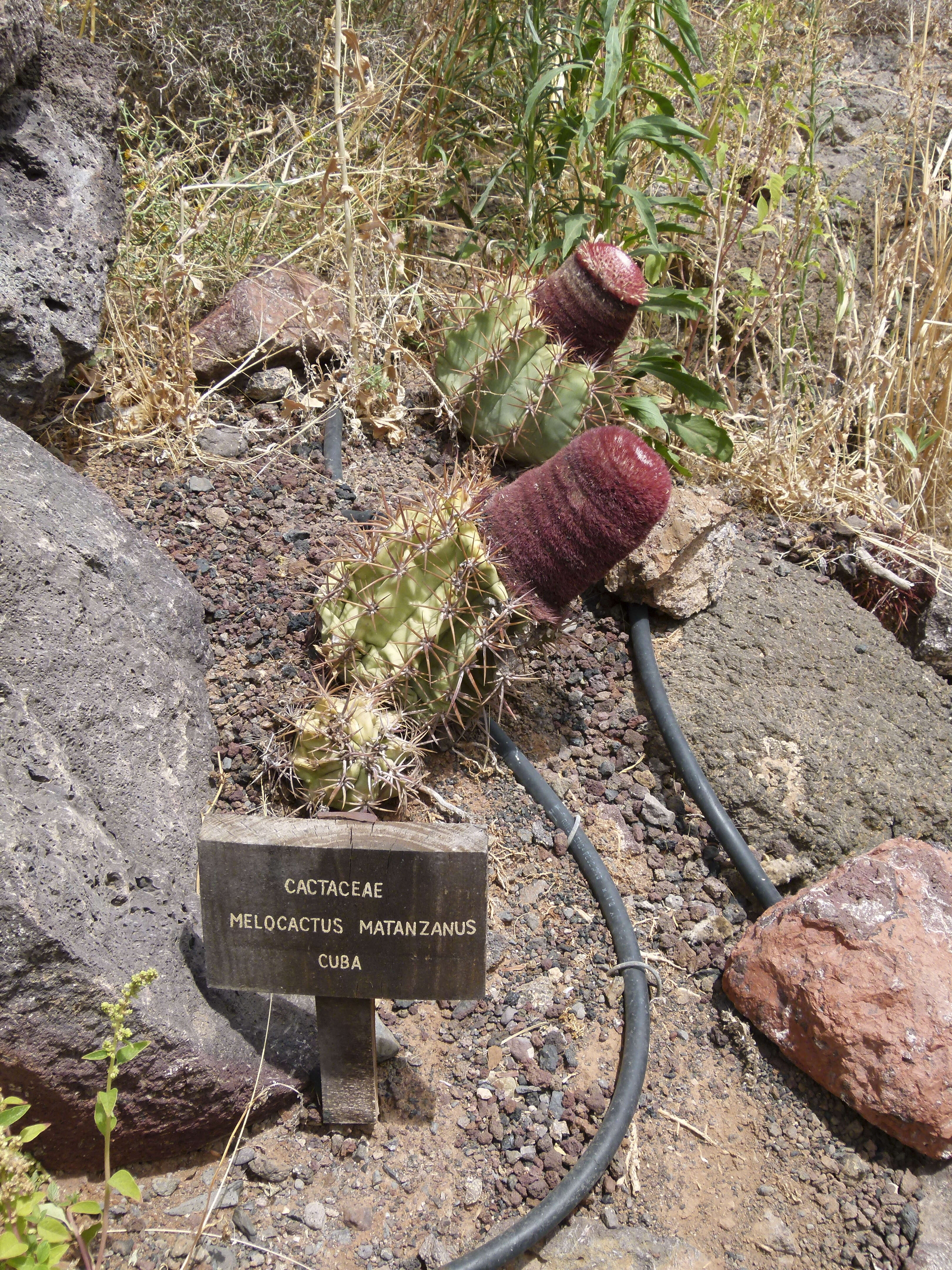 Image of Dwarf Turk's Cap Cactus