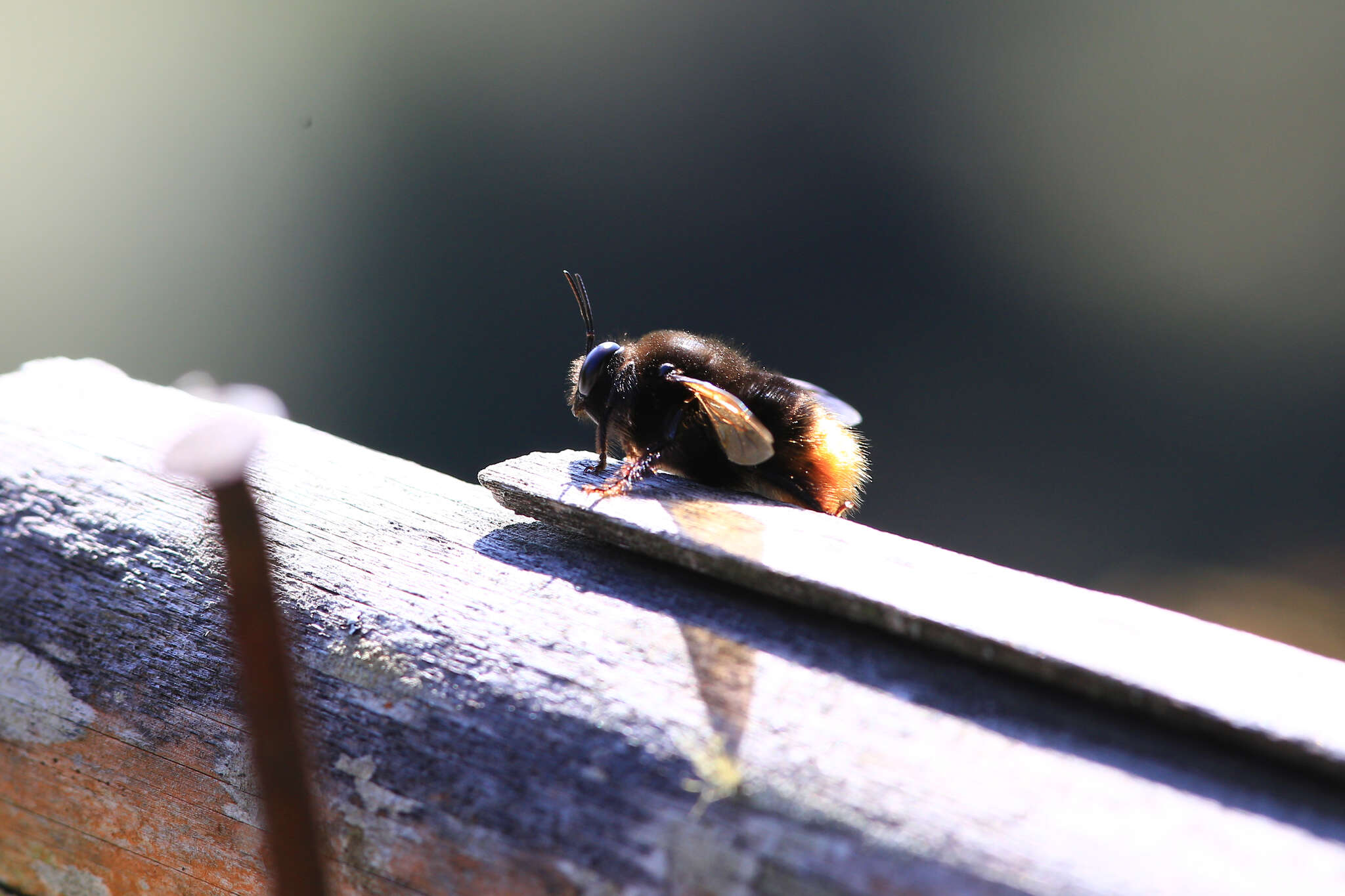 Plancia ëd Xylocopa bomboides Smith 1879