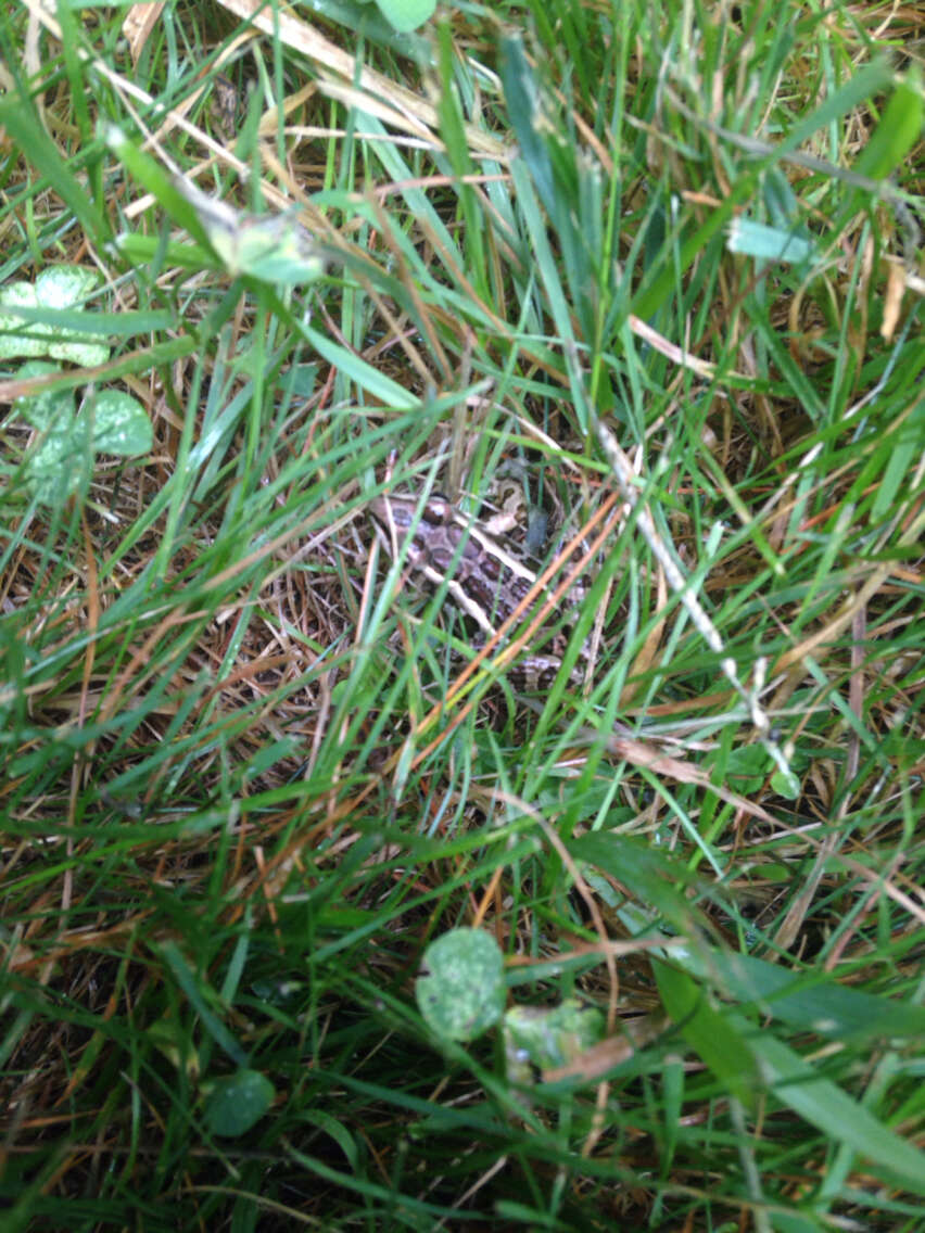 Image of pickerel frog