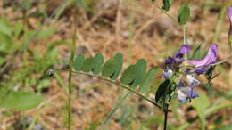 Imagem de Vicia americana subsp. americana