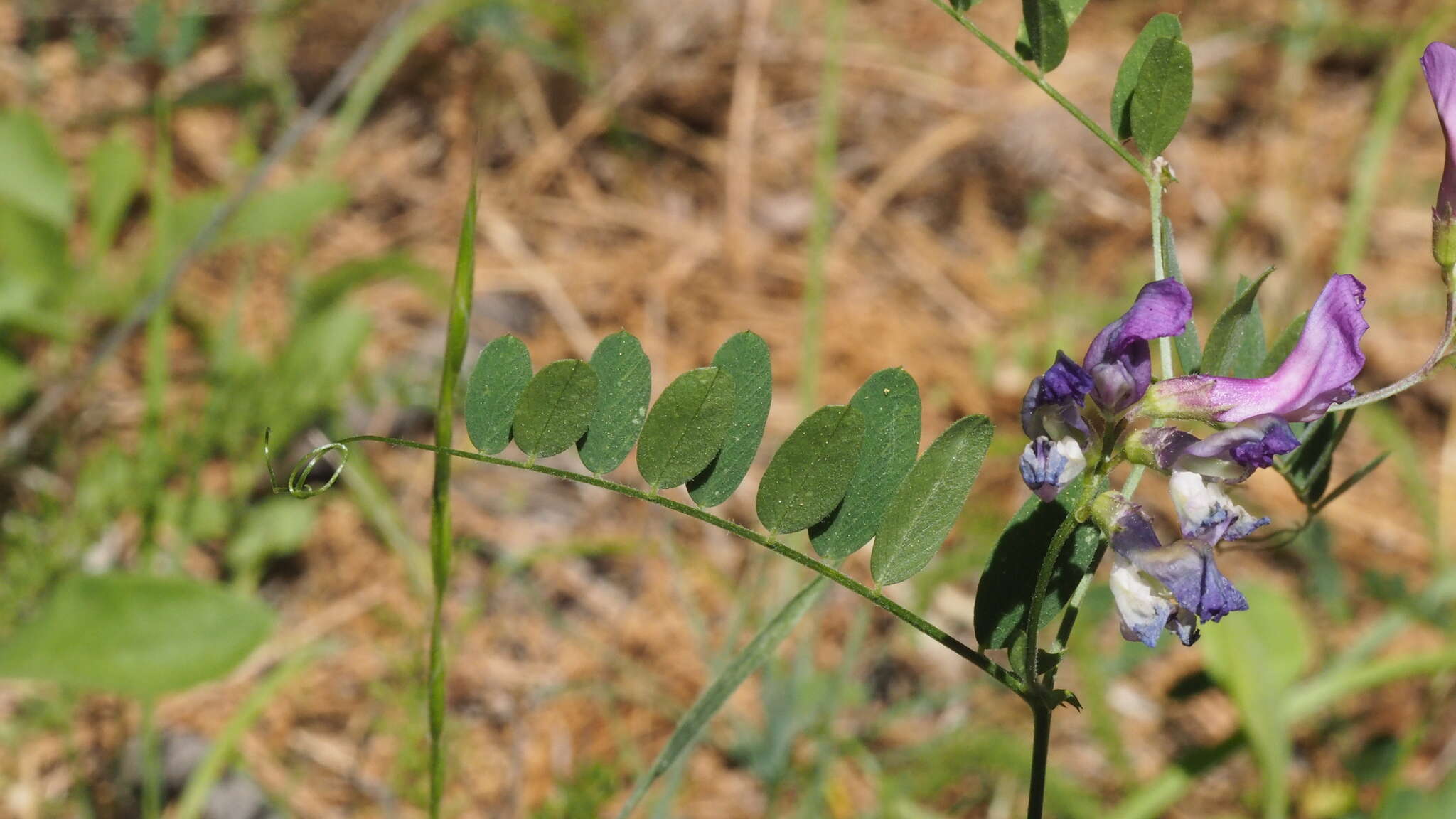 Sivun Vicia americana subsp. americana kuva