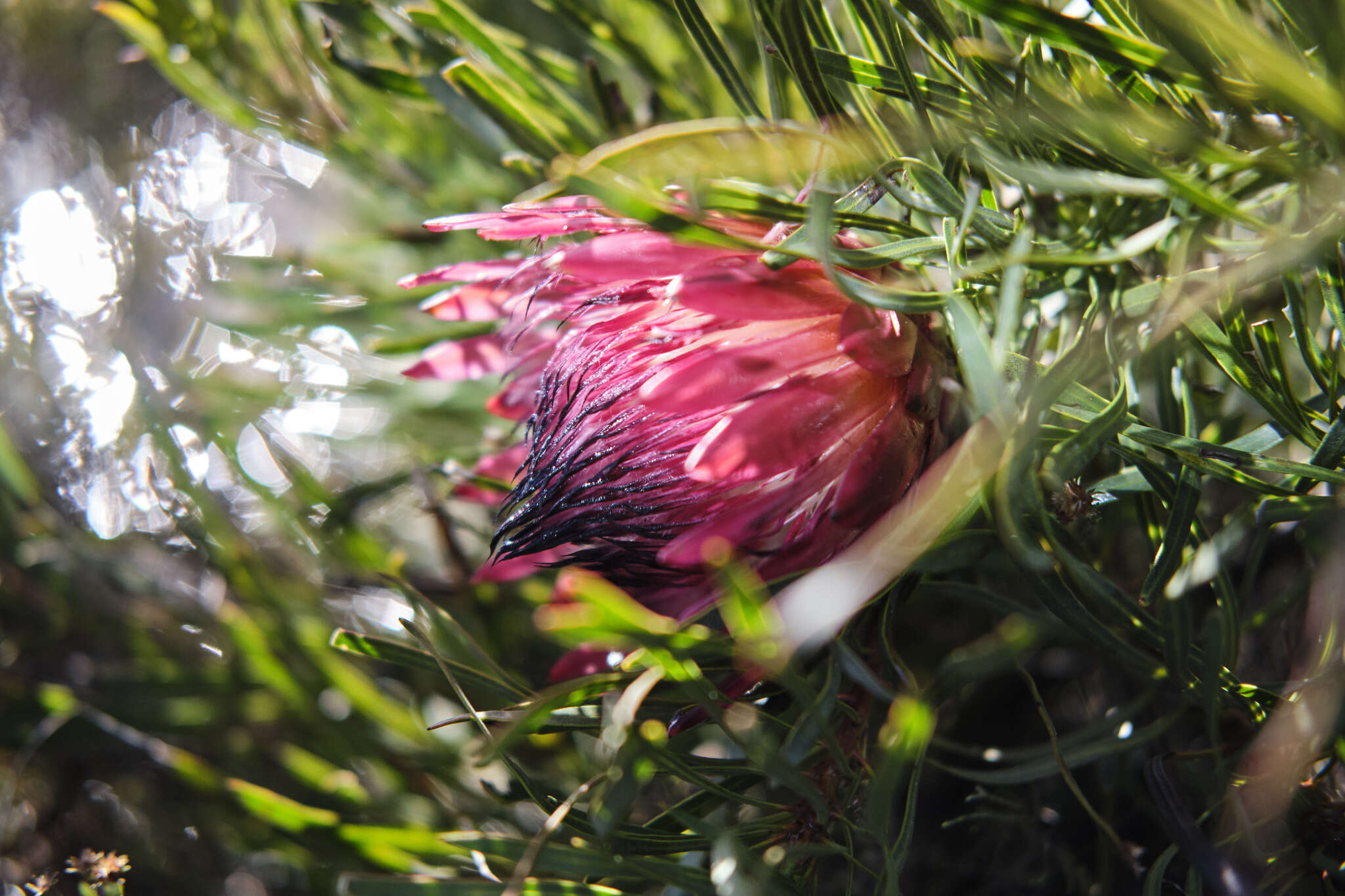 Image of Bashful protea