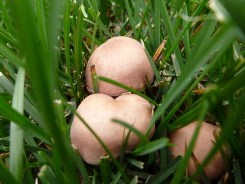 Image of Calocybe carnea