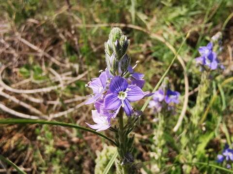 Image of Veronica pectinata L.