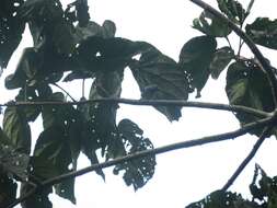 Image of Plain-colored Tanager