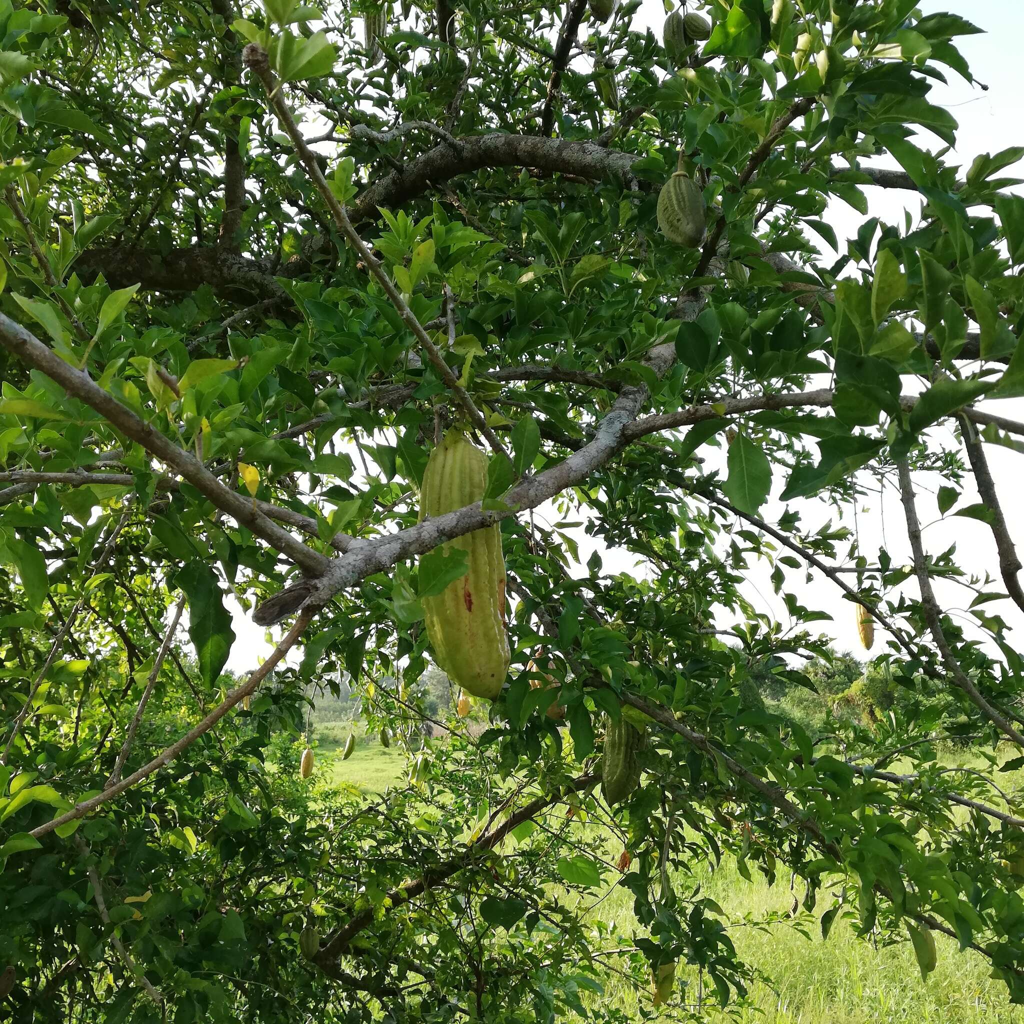 Слика од Parmentiera aculeata (Kunth) L. O. Williams