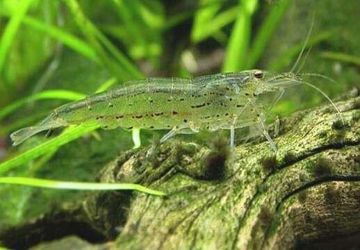 Image of Caridina multidentata