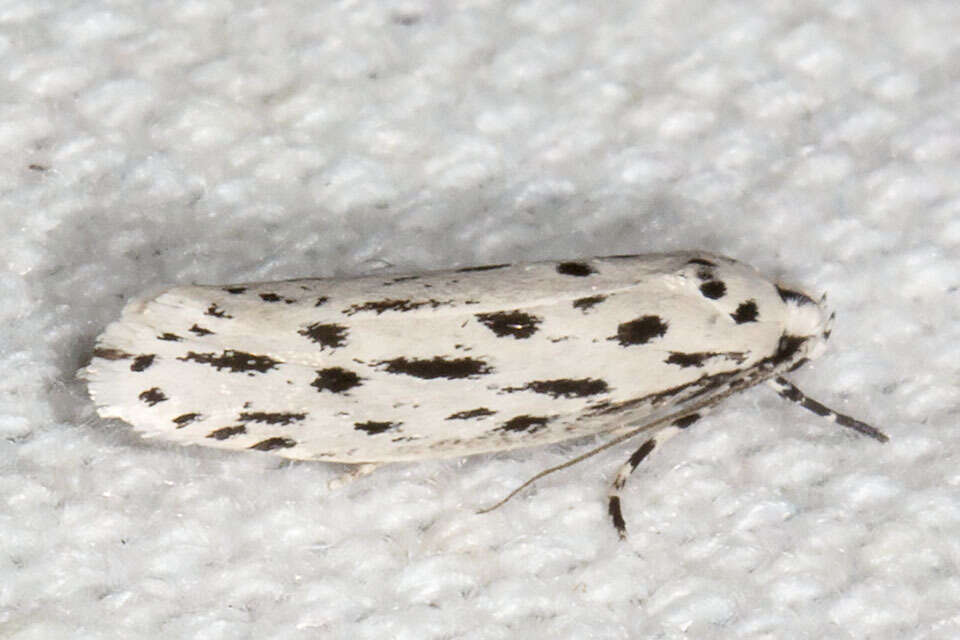 Image of Ethmia longimaculella Chambers 1872