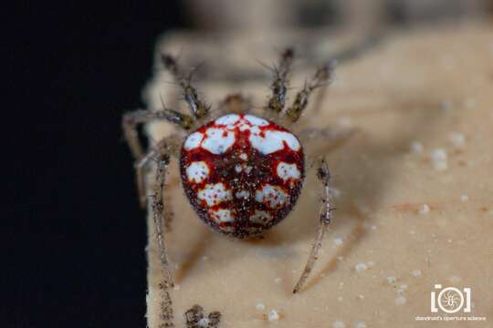 Image of Araneus guttulatus (Walckenaer 1841)