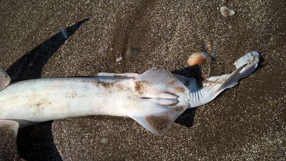 Image of hammerhead sharks