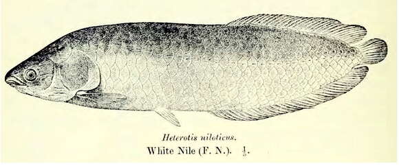 Image of African arowana