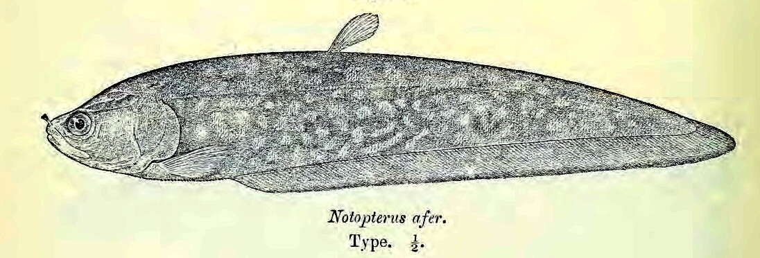 Image of Papyrocranus