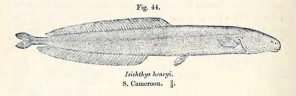 Image of Isichthys