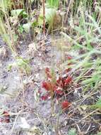 Image of Rumex marschallianus Rchb.