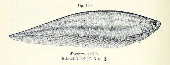 Plancia ëd Xenomystus