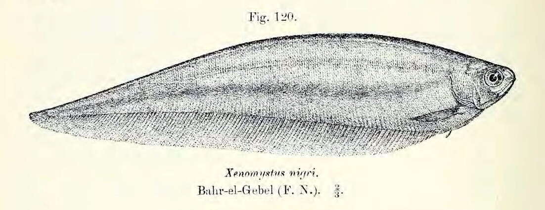 Image of Xenomystus