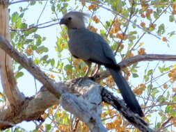 Image of Corythaixoides concolor pallidiceps Neumann 1899