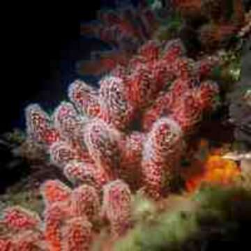 Imagem de Alcyonium Linnaeus 1758