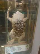 Image of Surinam toad