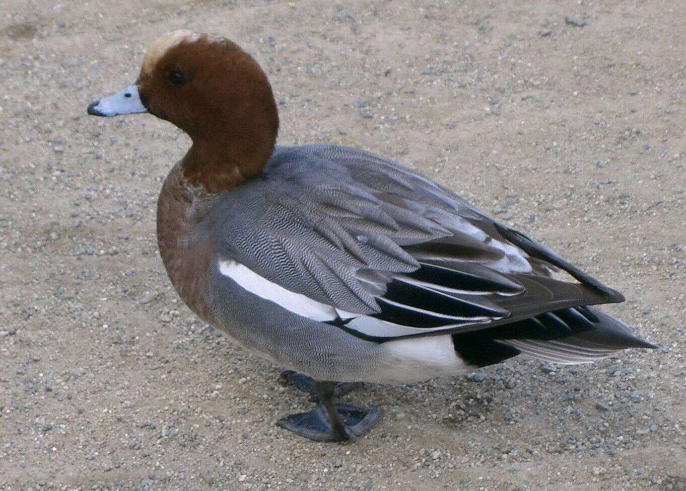 Image of Eurasian Wigeon